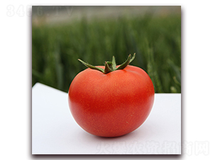 �S�_��-�t�����ѷN��-��ʢԪ