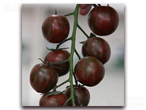 �ϻ�����-���ѷN��-��ʢԪ