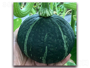 �����m1319-�ϹϷN��-��ʢԪ