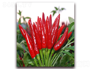 ��ʥ-���콷�N��-���r(n��ng)���v