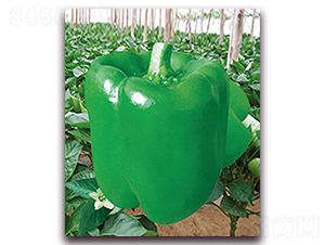 �G��һ̖(h��o)-�𽷷N��-���r(n��ng)���v