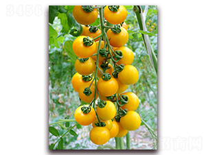 ����F1-�SɫС���ѷN��-���r(n��ng)���v