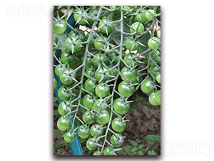 �G��ʯF1-С���ѷN��-���r(n��ng)���v