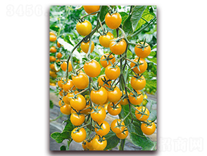 �����S��̖(h��o)F1-�S���ҷ��ѷN��-���r(n��ng)���v