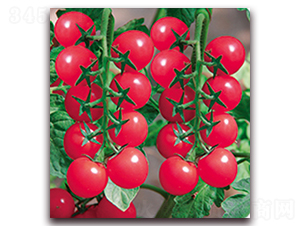 �۵�һ̖(h��o)F1-����ʥŮ���N��-���r(n��ng)���v