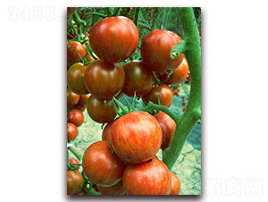 �����1F1-��ɫС���ѷN��-���r(n��ng)���v