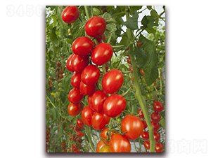 ����F1-��ɫС���ѷN��-���r(n��ng)���v