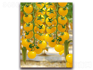 �����Sһ̖(h��o)F1-�S����С���ѷN��-���r(n��ng)���v