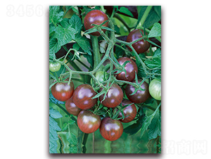 ��ʥŮF1-��ɫˮ��С���ѷN��-���r(n��ng)���v