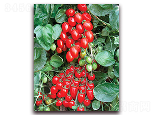 �t��ʯF1-����С���ѷN��-���r(n��ng)���v