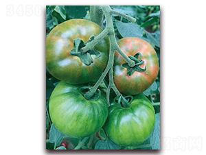 ԭζ1̖(h��o)-ˮ�����ѷN��-���r(n��ng)���v