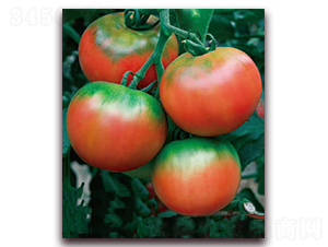 ԭζ2̖(h��o)-��ݮ���ӷN��-���r(n��ng)���v