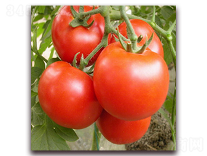 ���F1-�t�����ѷN��-���r(n��ng)���v