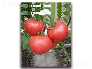 �Ɍ�F1-����͸߮a(ch��n)�۹����ѷN��-���r(n��ng)���v