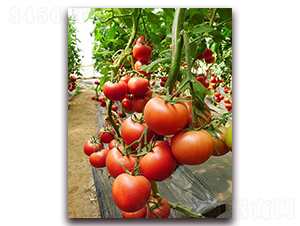 ���mӲ��F1-��Ӳ�ȷ۹����ѷN��-���r(n��ng)���v