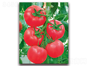 Ӳ������F1-��Ӳ�۹����ѷN��-���r(n��ng)���v