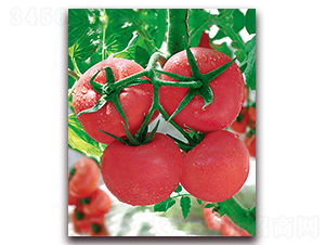 ���r(n��ng)��̖(h��o)F1-��Ʒ�۹����ѷN��-���r(n��ng)���v