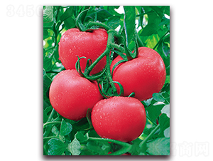 ���r(n��ng)��̖(h��o)F1-�͟ᾫƷ�۹����ѷN��-���r(n��ng)���v