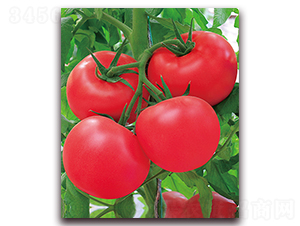 �º��m�޷�-����۹����ѷN��-���r(n��ng)���v