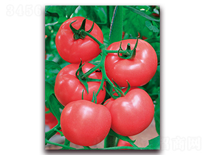 ���r(n��ng)��̖(h��o)-����ͷ۹����ѷN��-���r(n��ng)���v