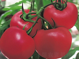 ���r(n��ng)��̖(h��o)-�����߮a(ch��n)���ѷN��-���r(n��ng)���v