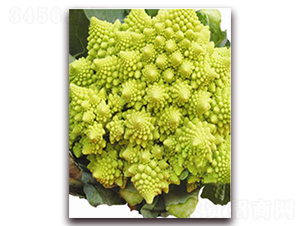 ������-���{(l��n)�N��-�ꂥ�N�I(y��)