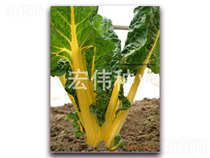 ���~���-��˷N��-�ꂥ�N�I(y��)