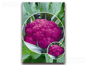 �ϻ���-��Ҭ�˷N��-�ꂥ�N�I(y��)