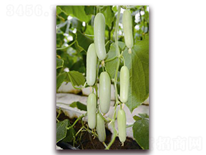 ������-�S�ϷN��-�ꂥ�N�I(y��)