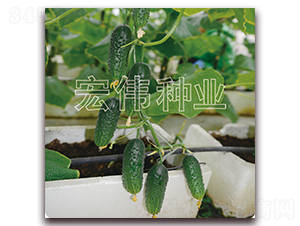 ��ɯһ̖-�S�ϷN��-�ꂥ�N�I(y��)