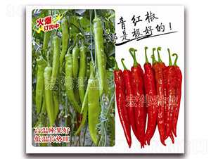 �׵�һ̖-�����N��-�ꂥ�N�I(y��)