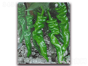 �ݽz���N��-�ꂥ�N�I(y��)