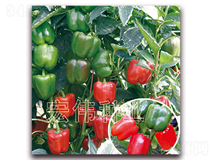 �t���oһ̖-�����N��-�ꂥ�N�I(y��)