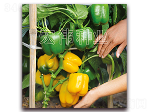 �����oһ̖-�����N��-�ꂥ�N�I(y��)