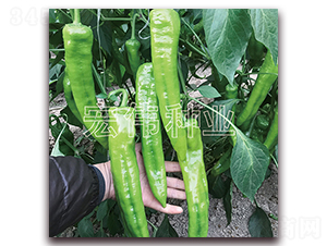 ������̖-�����N��-�ꂥ�N�I(y��)