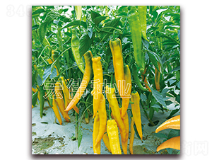 ������-�����N��-�ꂥ�N�I(y��)