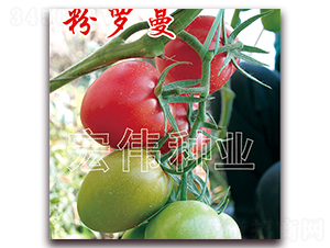 ���_��-�������t���N��-�ꂥ�N�I(y��)