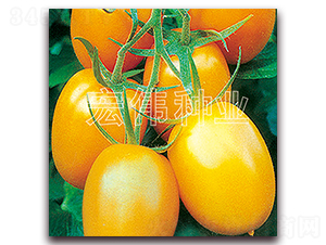 ���S�_��-�������t���N��-�ꂥ�N�I(y��)