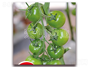 �G�A��-�������t���N��-�ꂥ�N�I(y��)