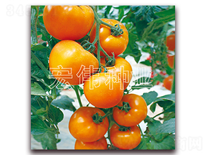 ��۶�̖(h��o)-�������t���N��-�ꂥ�N�I(y��)