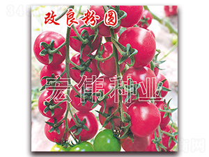 �����ۈA-�������t���N��-�ꂥ�N�I(y��)