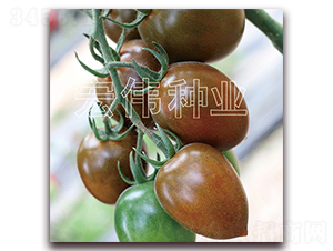 ���_��һ̖(h��o)-�������t���N��-�ꂥ�N�I(y��)