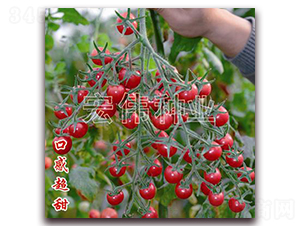 ��ζһ̖(h��o)-�������t���N��-�ꂥ�N�I(y��)