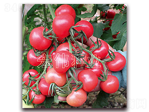 �ۈA��-�������t���N��-�ꂥ�N�I(y��)