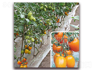 �S�_��-�������t���N��-�ꂥ�N�I(y��)