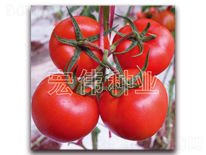 �R����-�t�����t���N��-�ꂥ�N�I(y��)