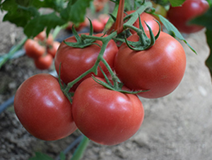 ���R��̖(h��o)-�۹����t���N��-���R�߿�