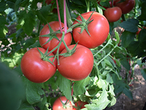 ���R��̖(h��o)-�۹����t���N��-���R�߿�