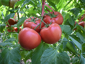 ��mһ̖(h��o)-�۹����t���N��-���R�߿�