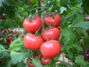 ���R��̖(h��o)-�۹����t���N��-���R�߿�